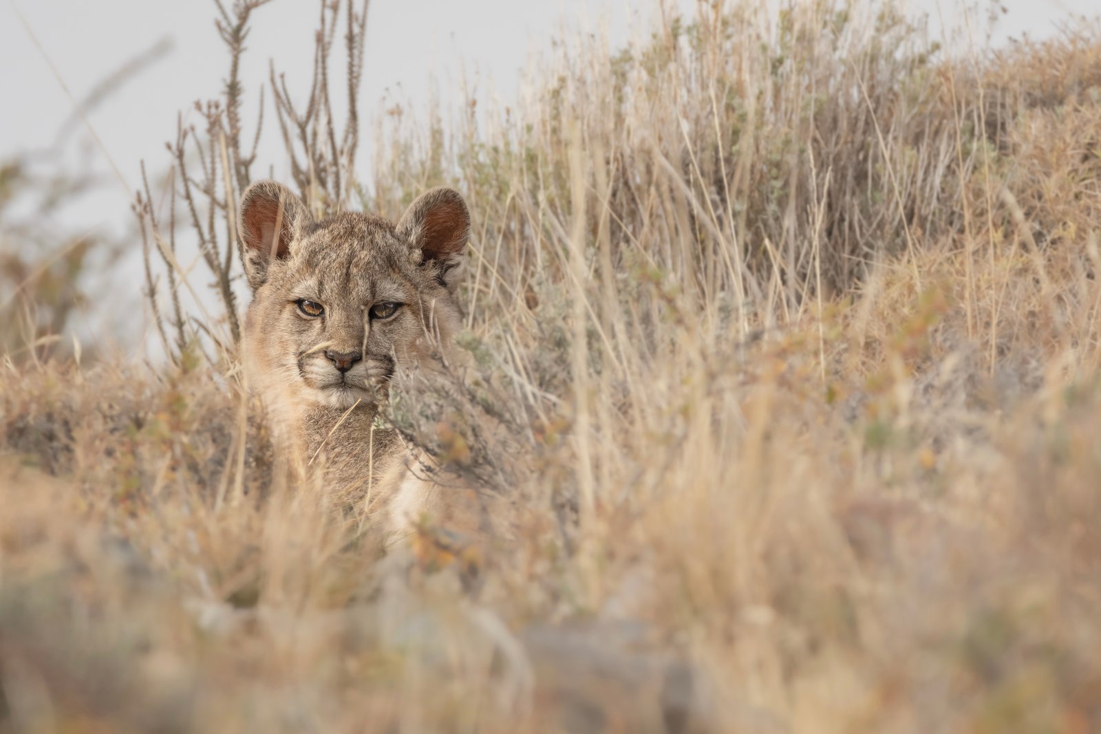 Puma Tracking – Safari Privado - 2 days