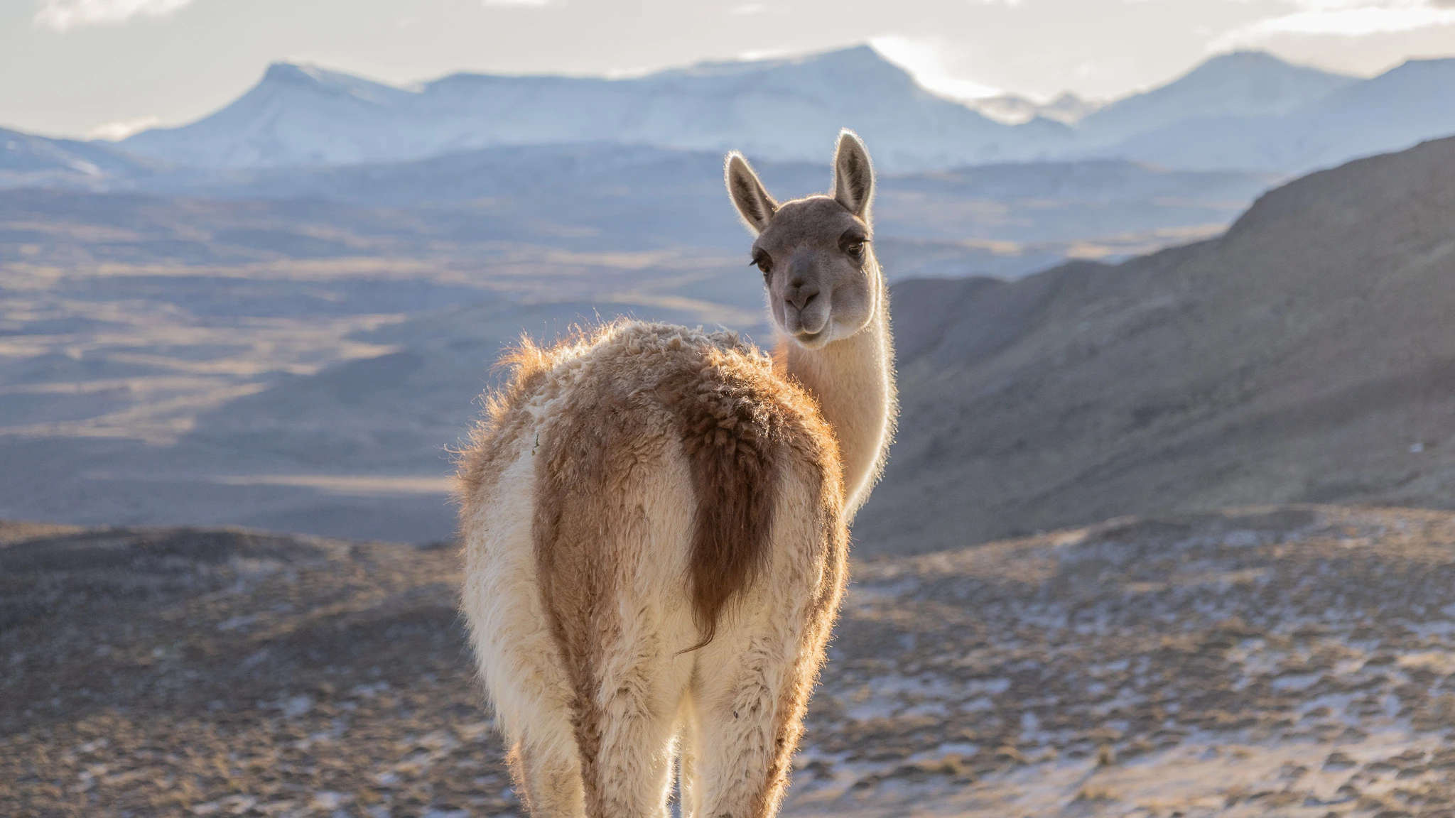 Torres del Paine Wildlife Safari Guide